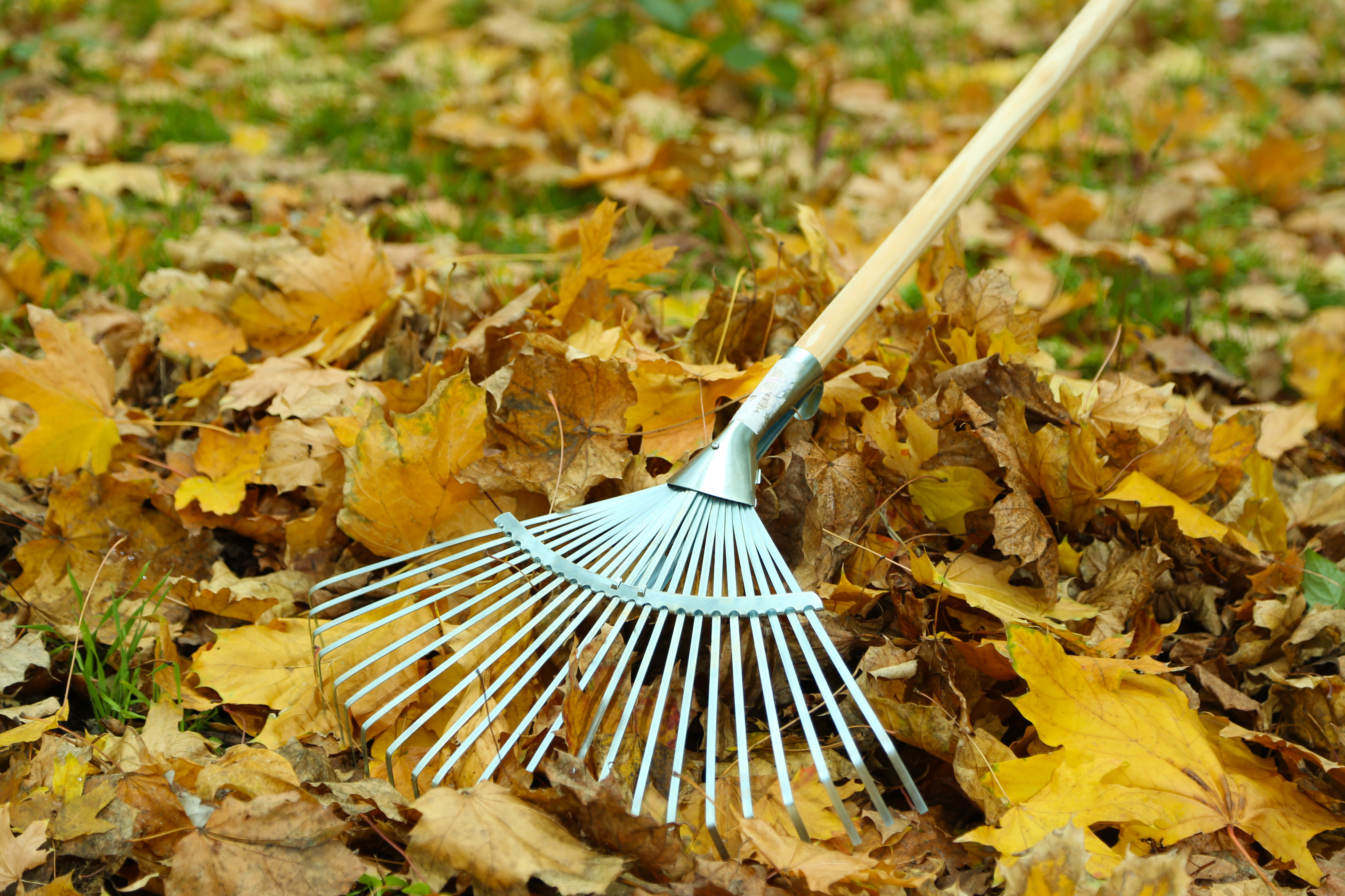 lawn company raking leaves in Clayton Mo